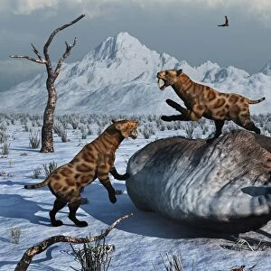 Sabre-Toothed Tigers battle over the carcass of a Woolly Rhinoceros