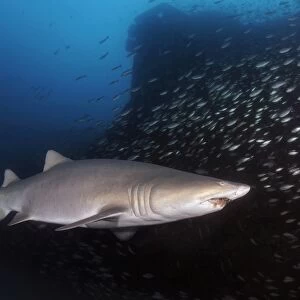 Sand Tiger shark swims by the wreck of USCGC Spar