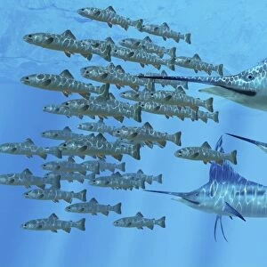 A school of Amemasu fish try to evade three large Marlin predators