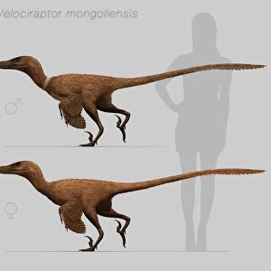 Size comparison of Velociraptor mongoliensis to a human