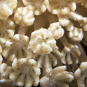 Soft coral polyps feeding, Papua New Guinea