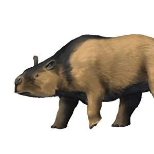 Toxodon is an extinct mammal from the Pleistocene epoch