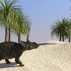 Triceratops walking in a tropical environment