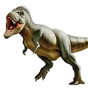 Tyrannosaurus Rex, a genus of coelurosaurian theropod dinosaur