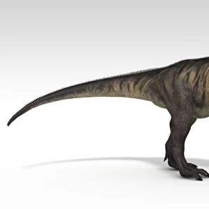 Tyrannosaurus Rex, white background
