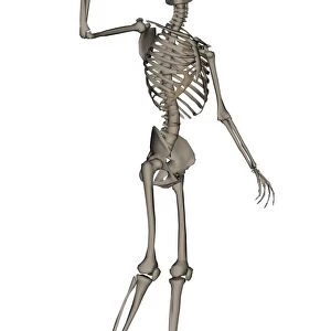Front view of human skeleton waving goodbye