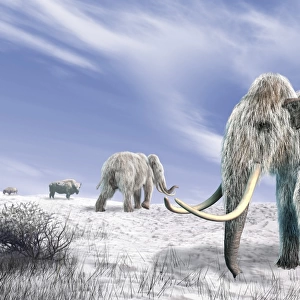 Two Woolly Mammoths in a snow covered field with a few bison