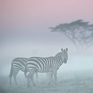 African fog