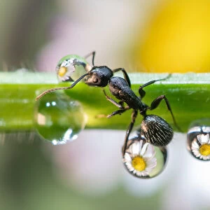 the ant between the drops