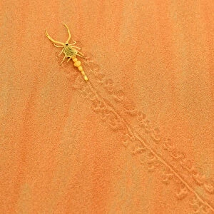 An Arabian Scorpion