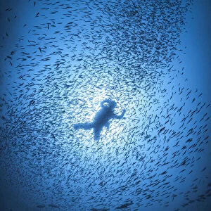 Diver and shoal of fish
