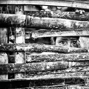 the eyes behind the fence