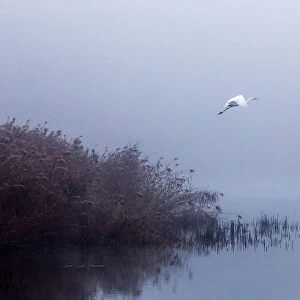 The flight of the egret