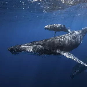 Humpback whale family's