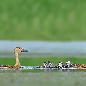 Lesser whistling duck Family