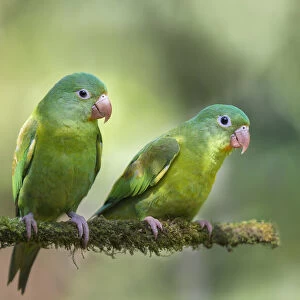 Pair o Parakeets