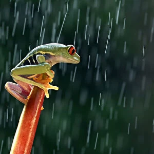 Red eye tree frog in the rain