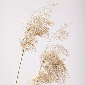 Reed Grass Grey 05