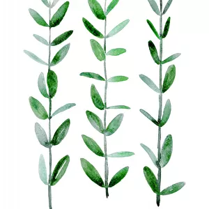 Watercolor eucalyptus parvifolia