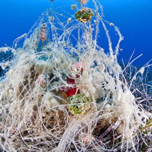 Abandonded fishing gear in seagrass meadow, with red sea squirt (Halocynthia papillosa)