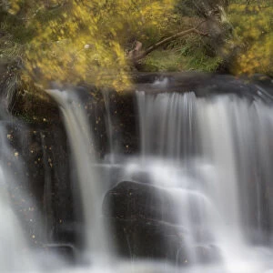 Abstract of waterfall with Silver birch (Betula pendula) above, Glenfeshie, Cairngorms
