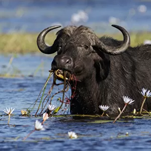 African buffalo (Syncerus caffer) feeding on water lilies, Chobe River, Chobe National Park