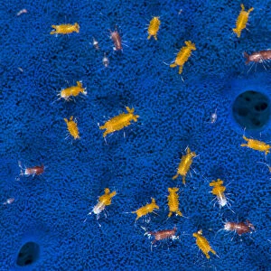 Aggregation of tiny isopods (Santia sp. ) living on the surface of a Blue sponge (Haliclona sp
