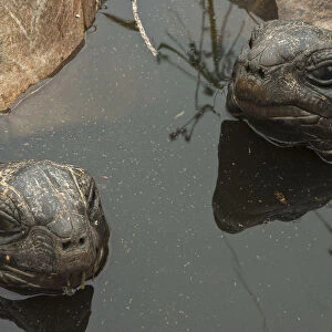 Aldabra Giant Tortoises (Aldabrachelys gigantea) resting in a pool to keep cool, Grand Terre