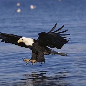 American bald eagle fishing {Haliaeetus leucocephalus} Alaska, USA