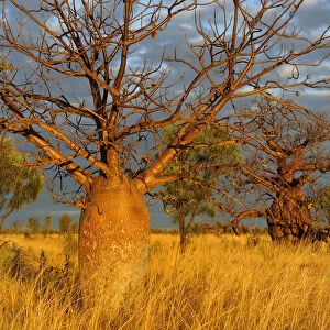 Baobab / Gourd trees (Adansonia gregorii) in grassland / savanna habitat, Kimberley