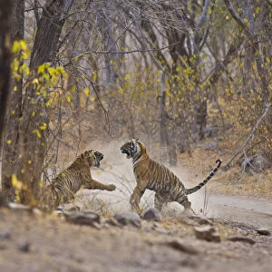 Bengal Tiger (Panthera tigris tigris) mother and adolescent daughter fighting, Ranthambhore NP