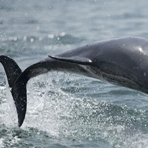 Bottlenose dolphin (Tursiops truncatus) porpoising, Sado Estuary, Portugal. July