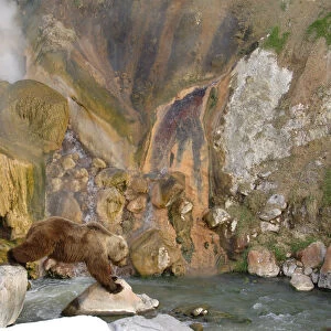 Brown bear {Ursus arctos} at the Malachite Grotto, Valley of the Geysers, Kronotsky Zapovednik