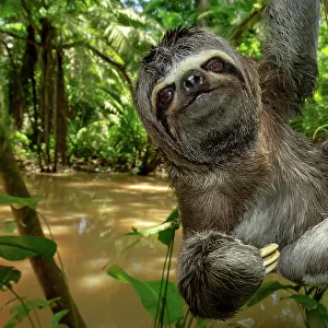 Brown-throated sloth (Bradypus variegatus) climbing on tree branch, Yasuni National Park, Orellana, Ecuador