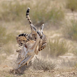 Two Cheetah (Acinonyx jubatus) chasing Springbok (Antidorcas marsupialis) Kgalagadi