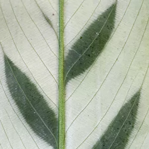 Close up of Calathea bachemiana leaf. Occurs in Brazil. TU Delft Botanical Garden