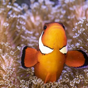 Clownfish (Amphiprion sp) in anemone home, Philippines