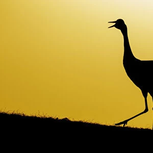 Common / Eurasian crane (Grus grus) calling at sunset, silhouetted. Lake Hornborga