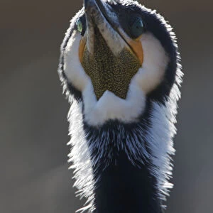 Common / Great cormorant (Phalacrocorax carbo sinensis) head portrait, Oosterdijk
