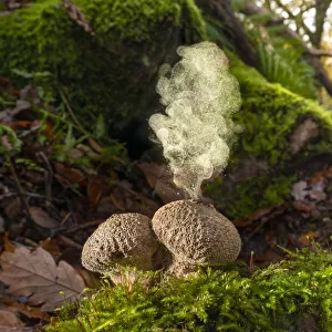 Common puffball fungus (Apioperdon pyriforme) emitting spores into the air