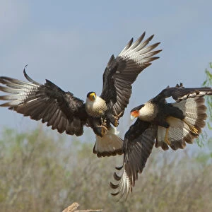 Crested caracaras (Caracara cheriway), midair aggressive interaction between two for
