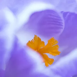 Crocus flower (Crocus sp) stigma - close up