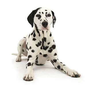 Dalmatian dog, Jack, 5 years, with one black ear, lying with head up, against white
