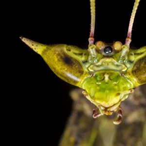 Dragon mantis (Toxodera beieri), detail of head showing large compound eyes giving it