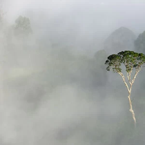 Emergent Menggaris Tree / Tualang (Koompassia excelsa) protruding from mist and low