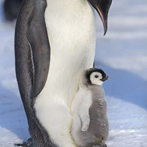 Emperor penguin (Aptenodytes forsteri) adult with chick, Gould Bay, Weddell Sea
