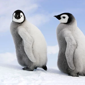 Emperor penguin (Aptenodytes forsteri), chicks on ice, Snow Hill Island, Antarctic