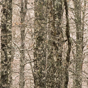 European beech (Fagus sylvatica) trunks in forest, Pollino National Park, Basilicata