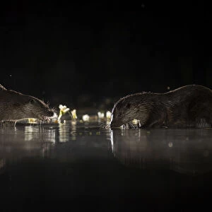 European river otters (Lutra lutra) reflection in the water at night