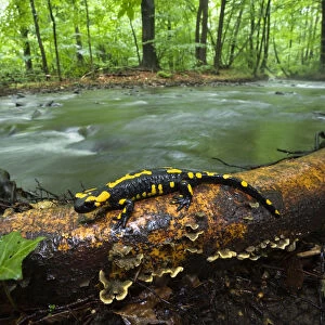 Woodland Salamanders Related Images